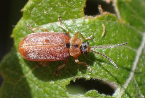 Galerucella lineola